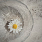 Vela de Margarita Flotante